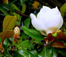 Magnolia Grandiflora
